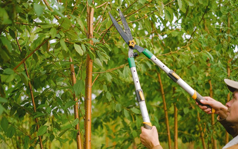 Tree trimming in Coopersburg, PA